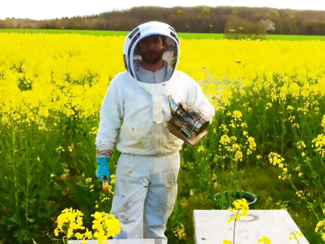 Des milliers d'abeilles Des milliers d'abeilles