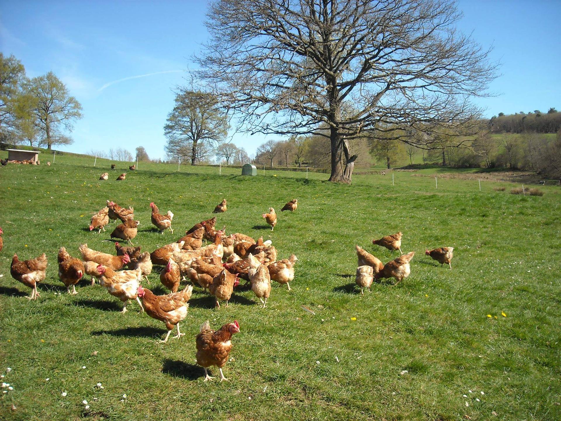 Ferme de la Chassaigne Ferme de la Chassaigne
