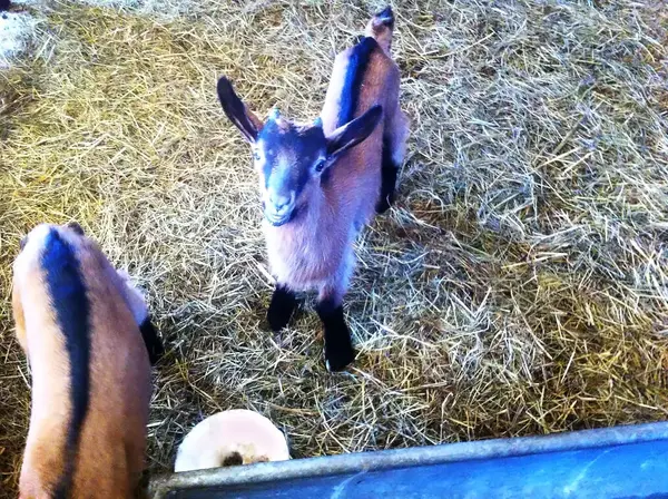 La ferme Chez Babiau
