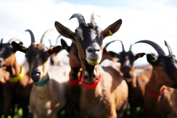 La ferme des Cabri'Olby