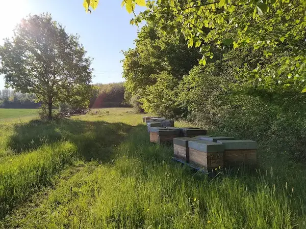 GAEC Noir d'abeilles